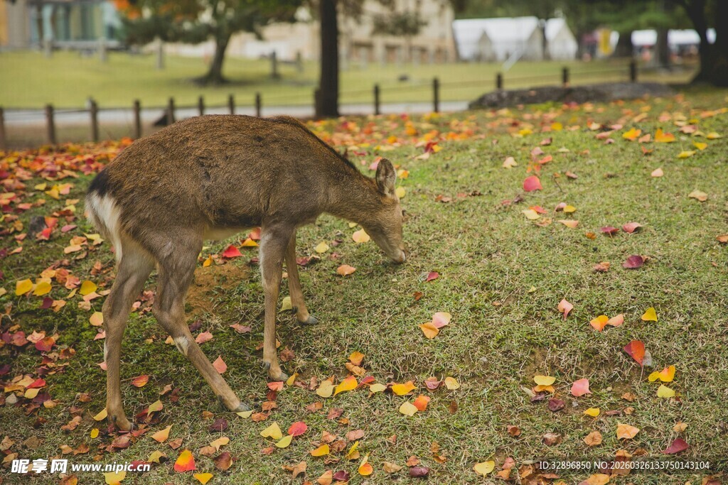 秋日草地觅食的小鹿