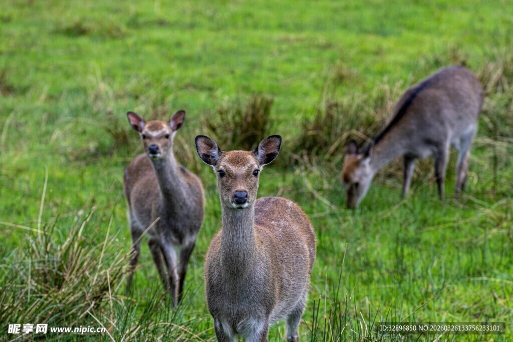 草地上的几只小鹿