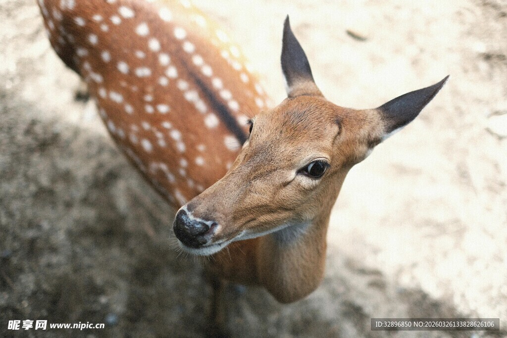 可爱斑点小鹿近景特写