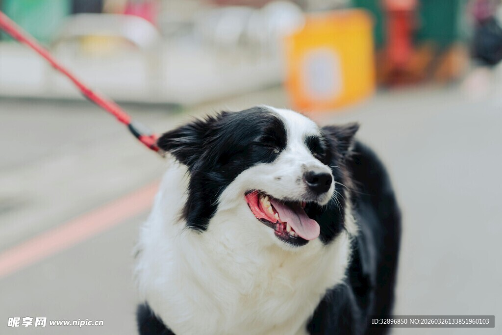 牵绳边牧开心模样