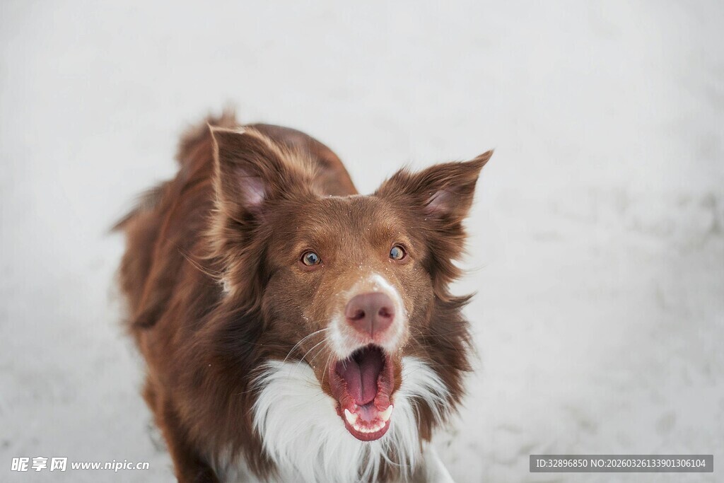 张嘴的棕色边牧