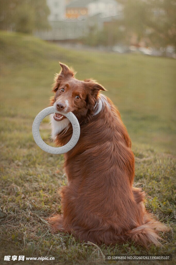 棕犬衔环坐于草地