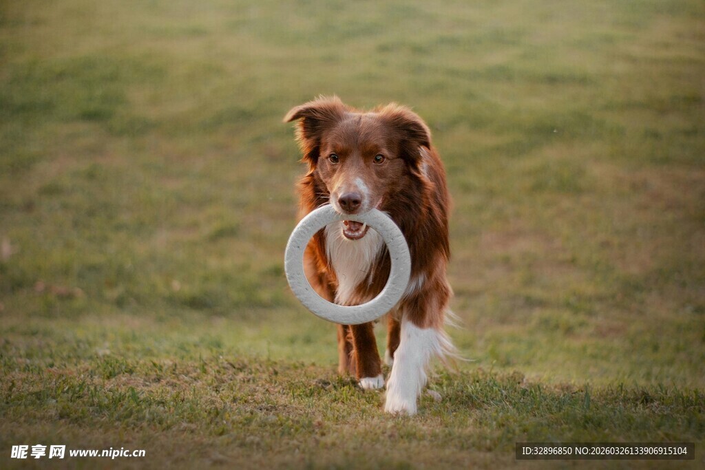 小狗叼着圆环在草地上