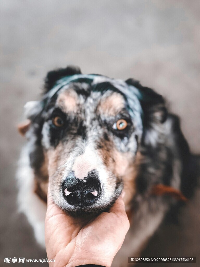 手托可爱狗狗的温馨瞬间