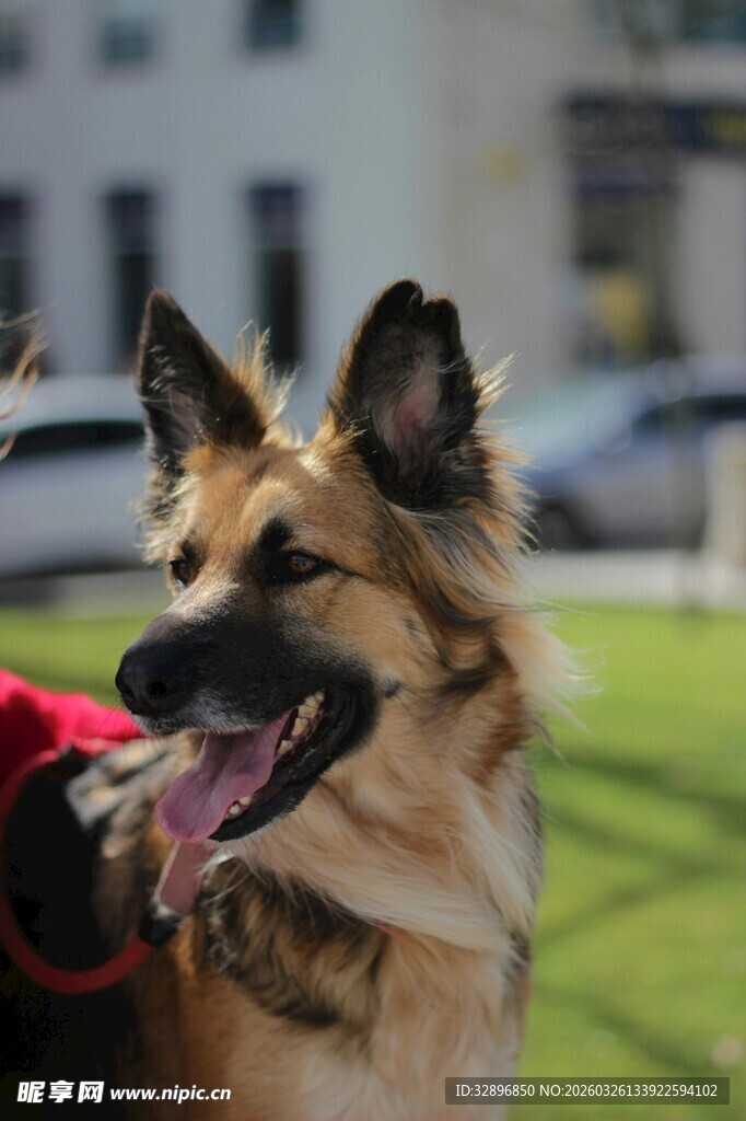 户外开心的德国牧羊犬