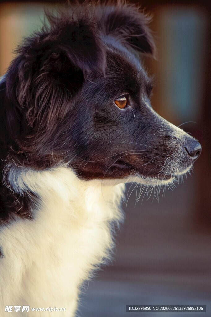 黑白边牧侧颜特写