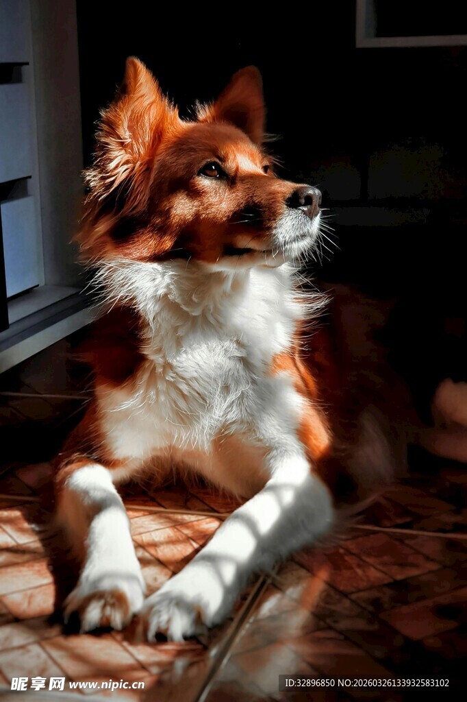 阳光下休憩的边牧犬