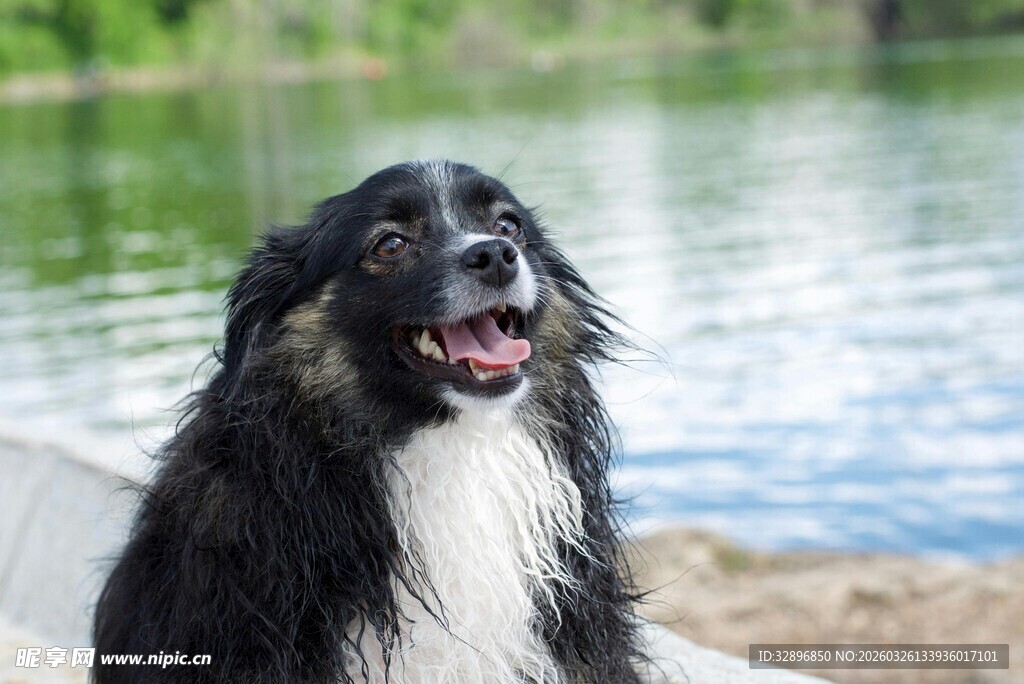 湖边可爱的黑白狗狗