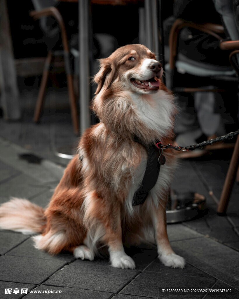 可爱长毛犬坐于户外