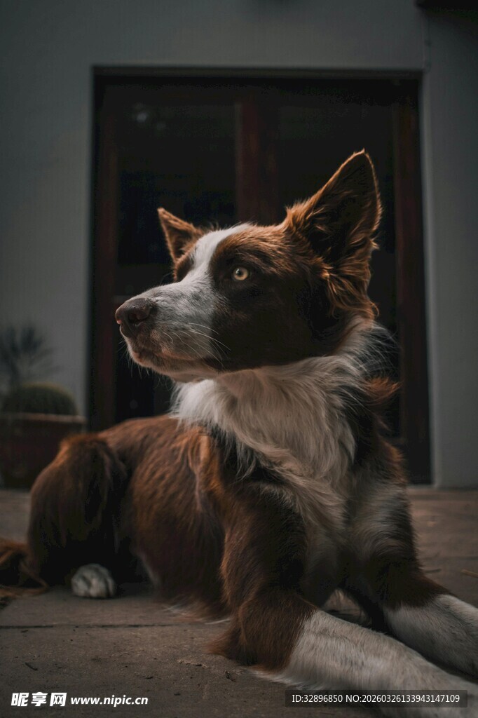 趴着的棕白相间狗狗