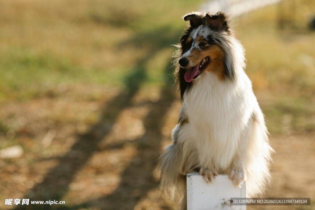 可爱长毛犬站立在户外