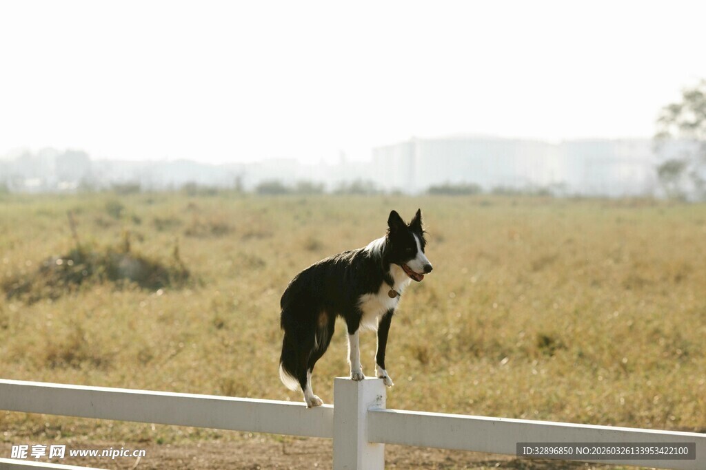 站在围栏上眺望的黑犬
