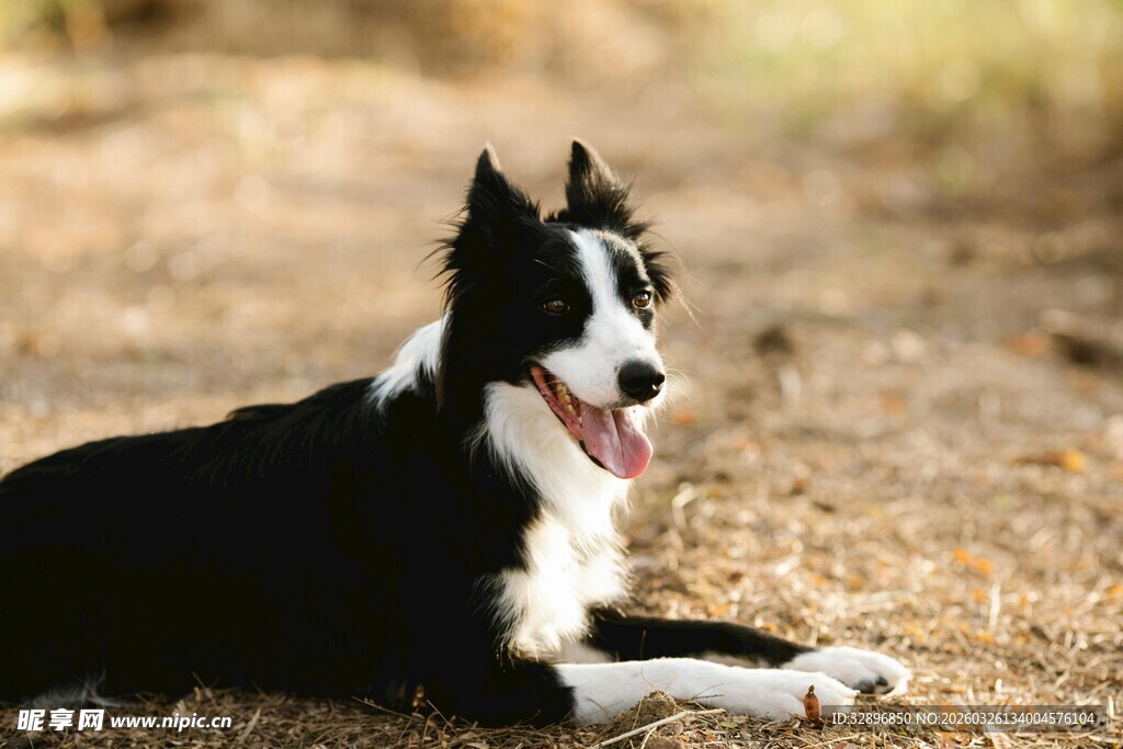 黑白边牧悠闲趴地