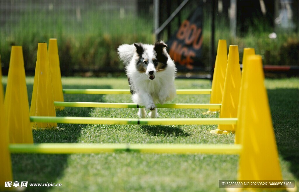 小狗敏捷跨越黄色障碍物