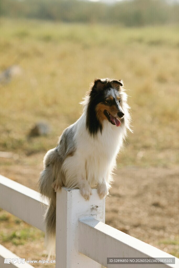 小狗俏皮坐于白色围栏上