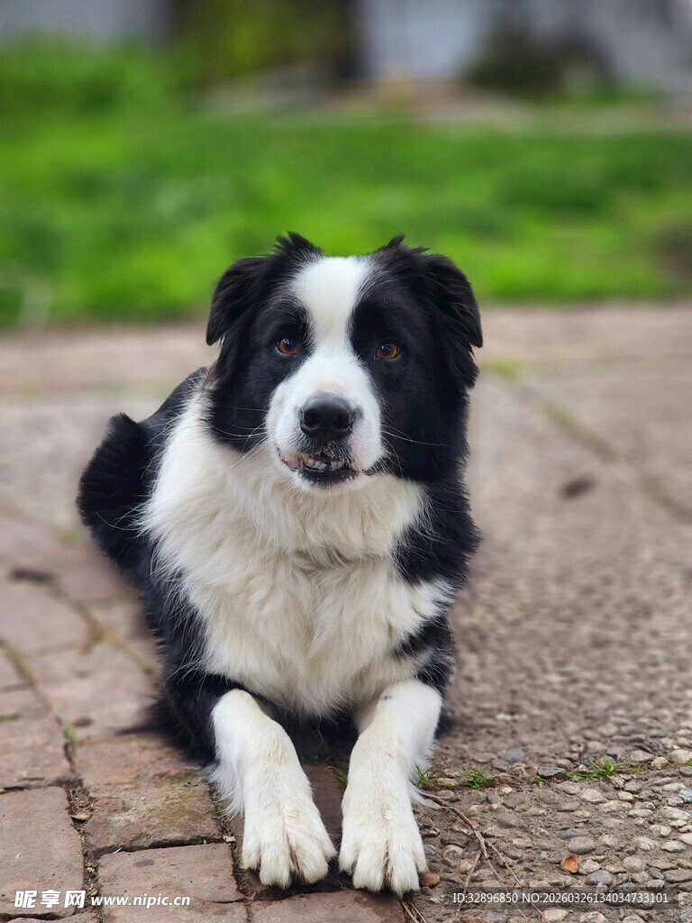 趴地的黑白边牧犬