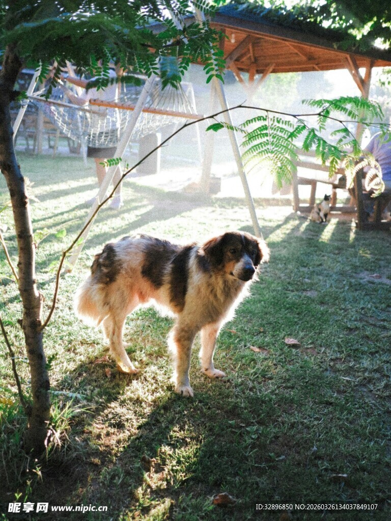 草地上的可爱狗狗