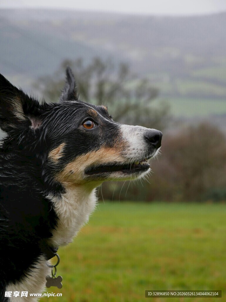 田野中仰头的黑白牧羊犬