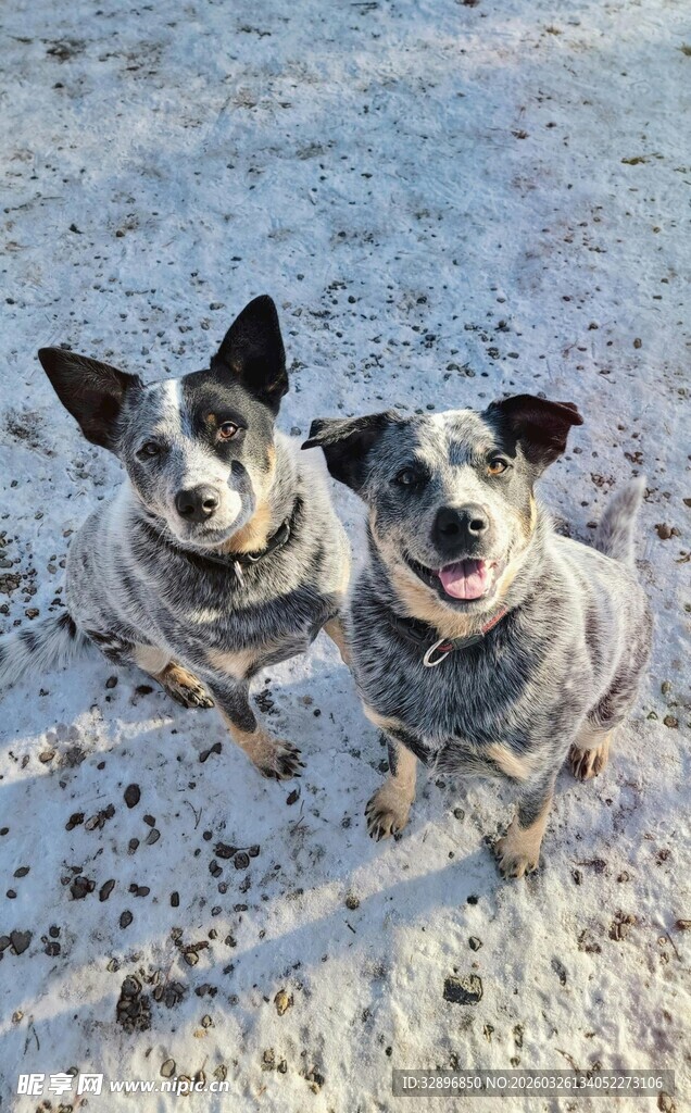雪地中的两只可爱狗狗
