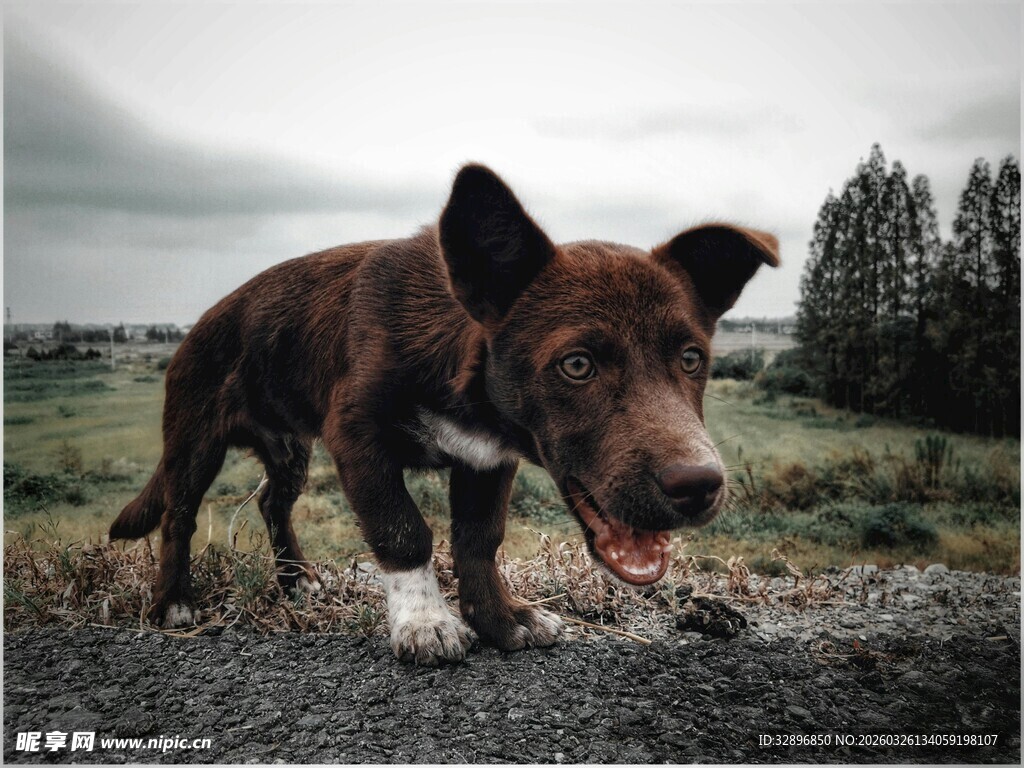 田野中的奔跑棕狗