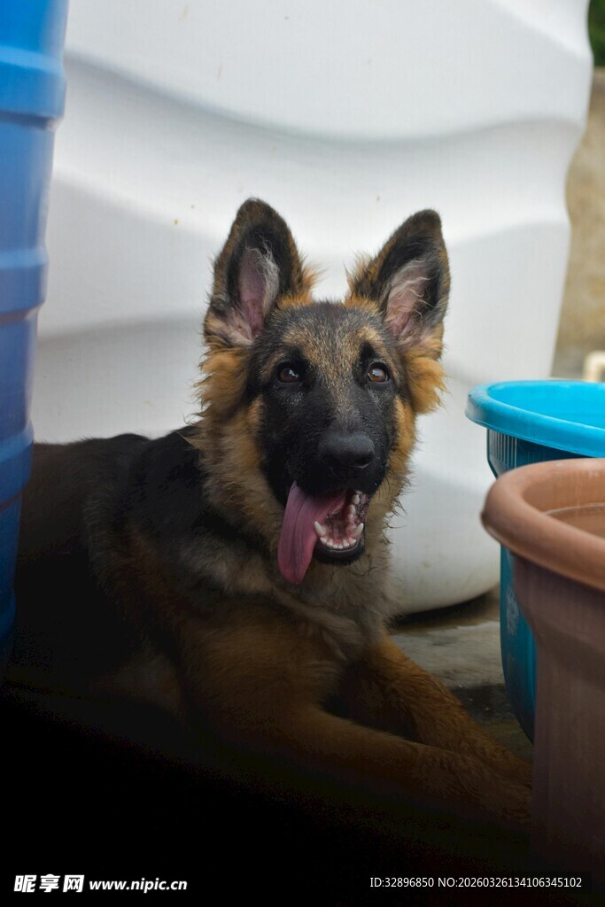 可爱德牧惬意躺卧