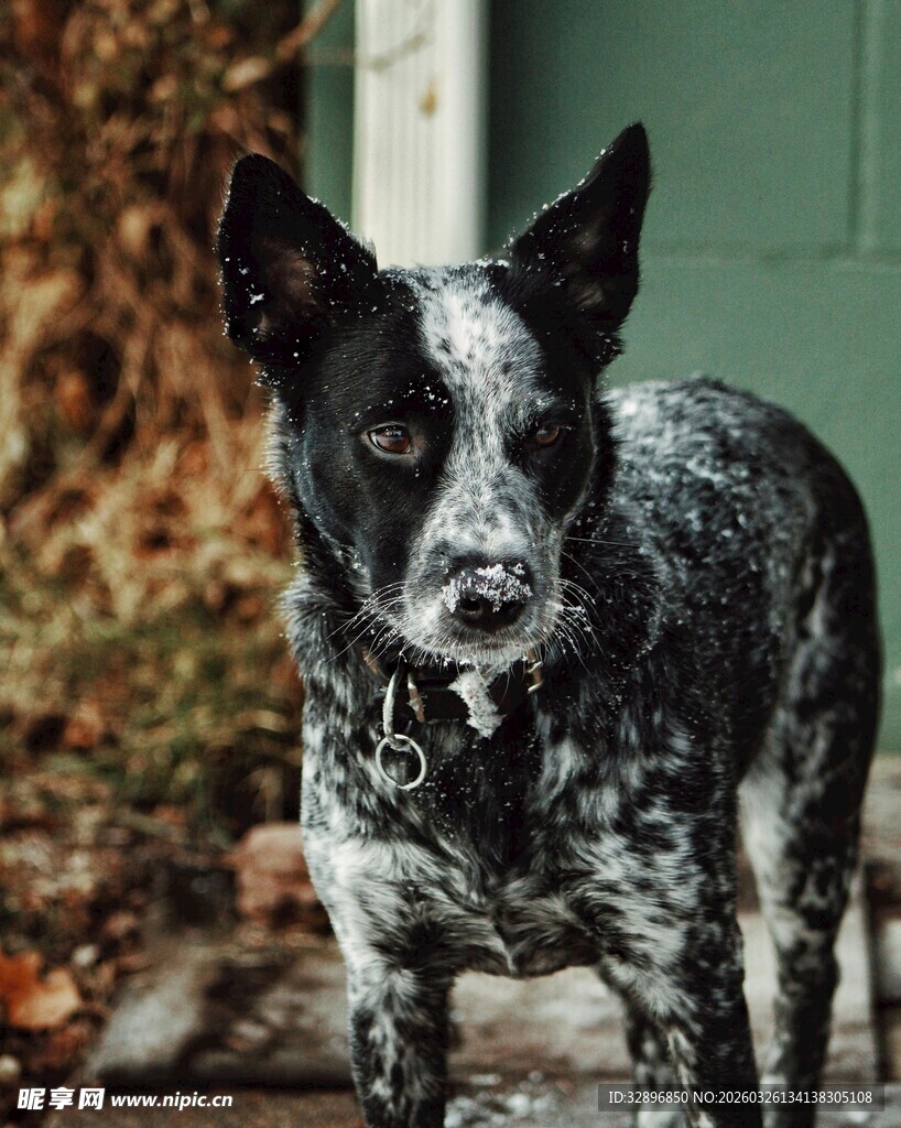 黑白斑点狗站在门前
