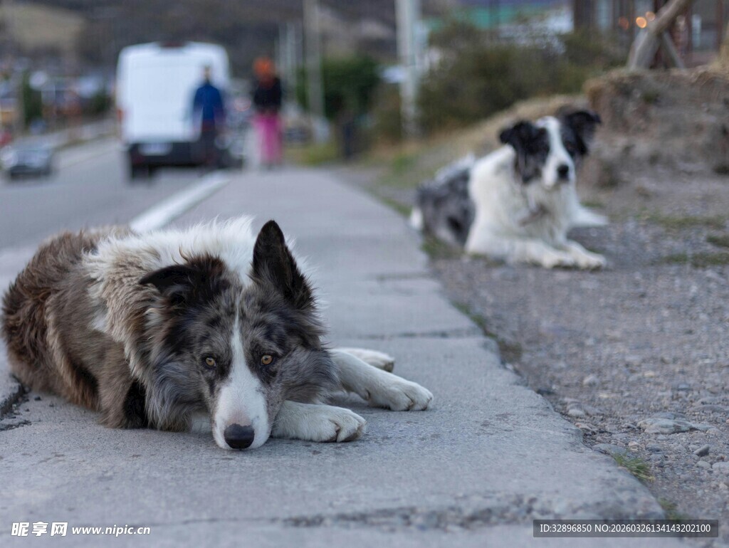 路边休憩的两只狗狗