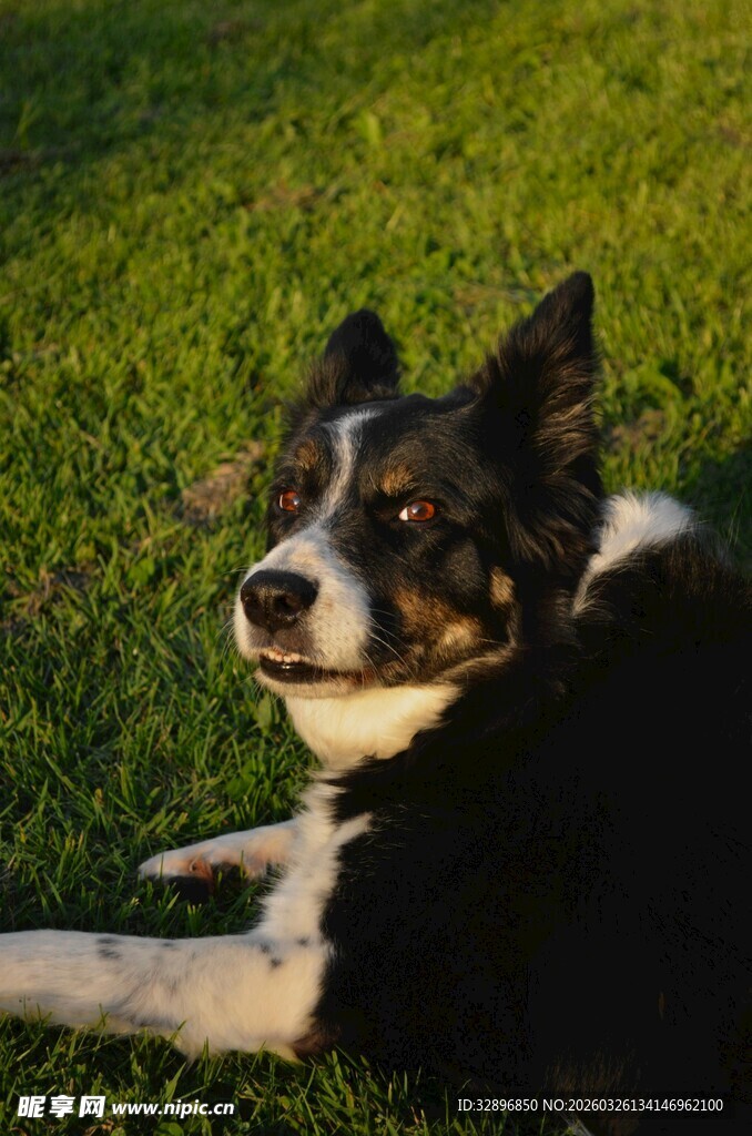 阳光下休憩的黑白狗狗