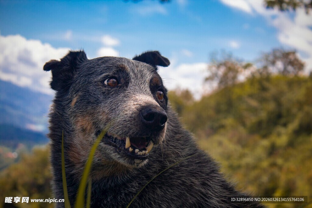 户外的可爱狗狗