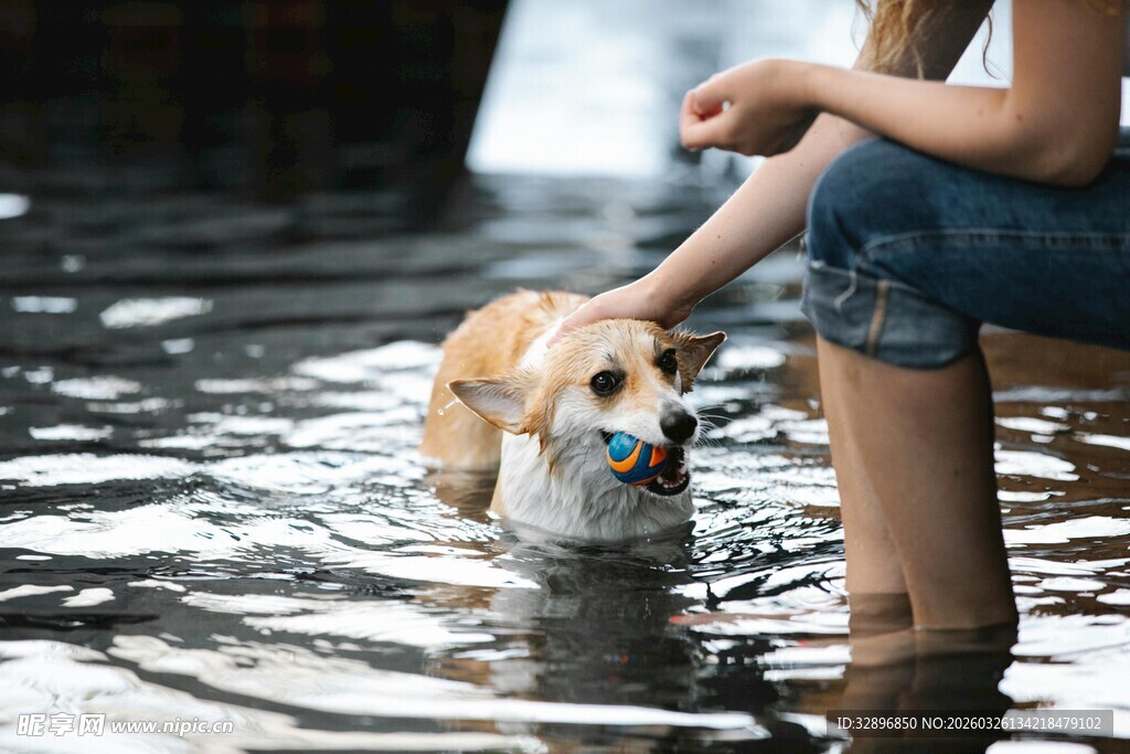 人与柯基水中温馨互动