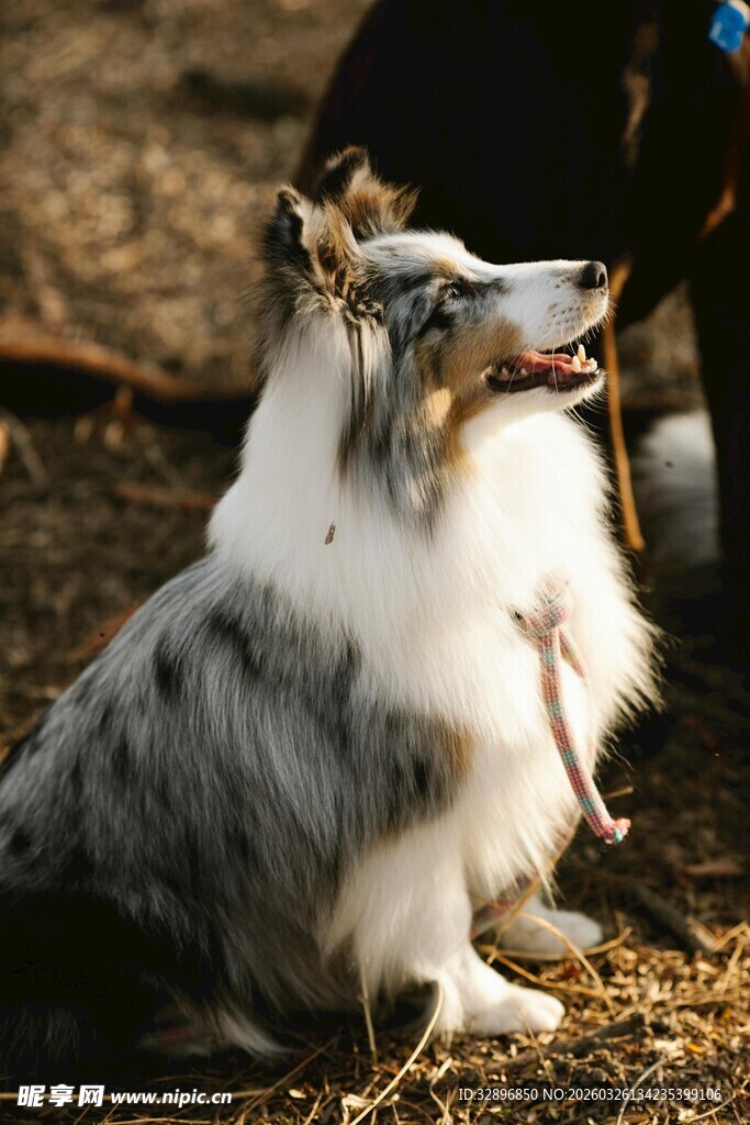 可爱喜乐蒂犬户外仰头