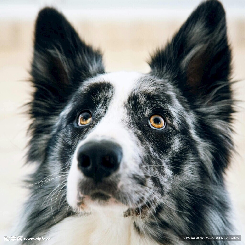 可爱边牧犬的特写