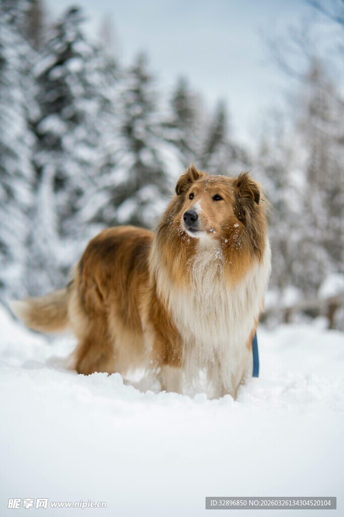 雪地中的牧羊犬