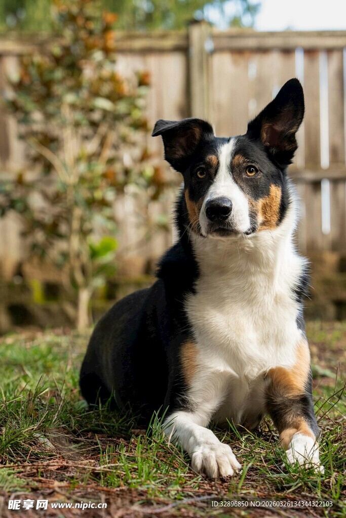 草地上趴着的可爱三色犬