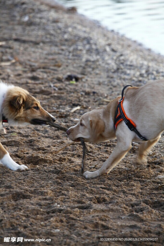 两只狗狗嬉戏玩耍瞬间