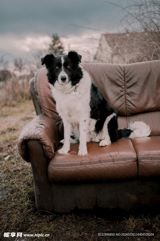 沙发上的黑白萌犬