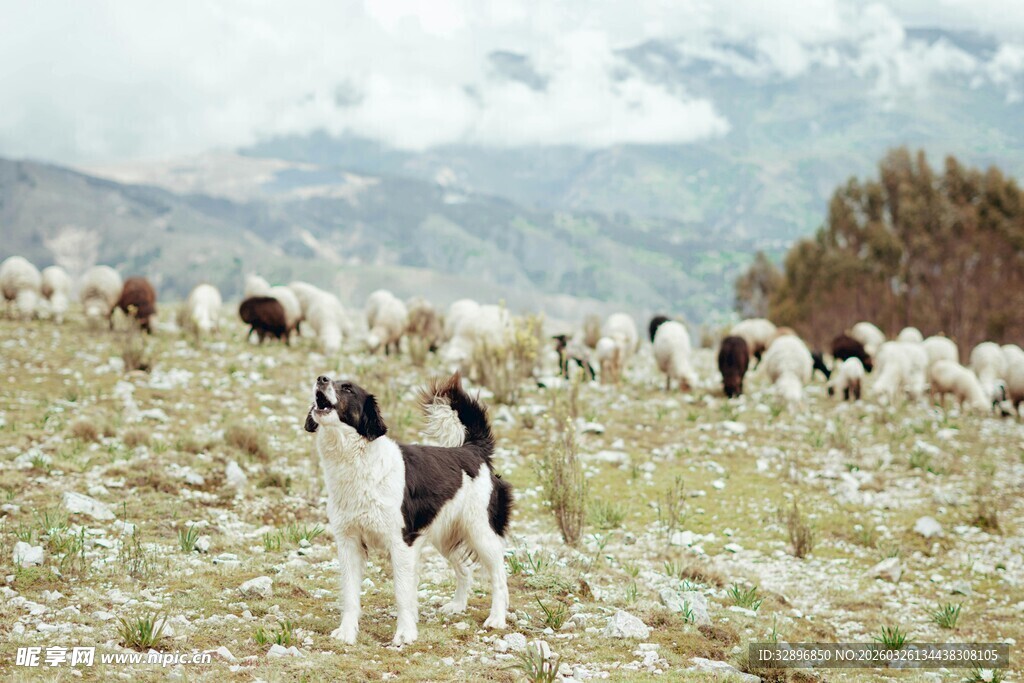 牧羊场上的守护犬