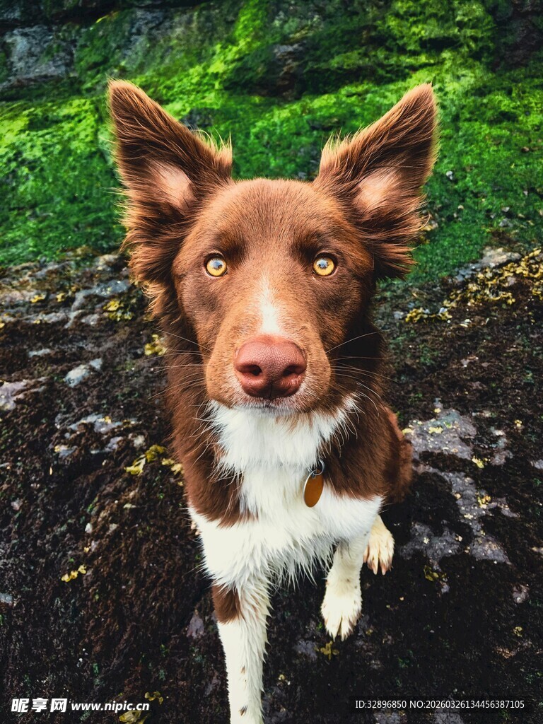 溪边的棕白边牧