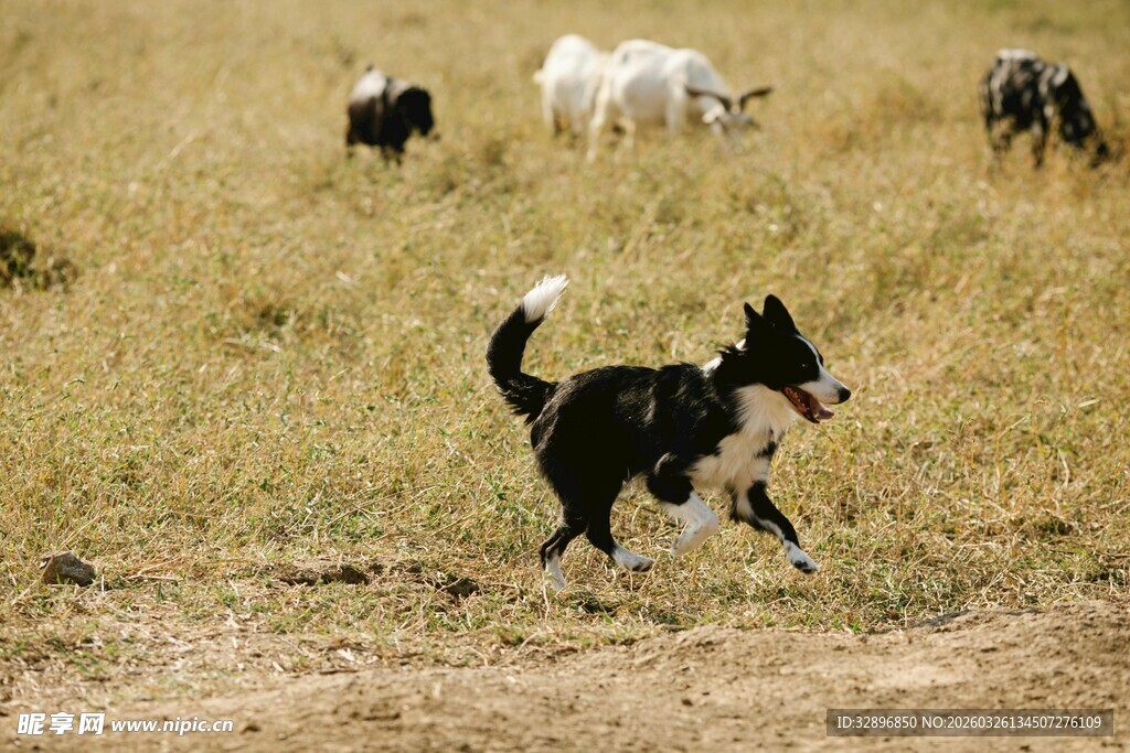 田野中奔跑的黑白小狗