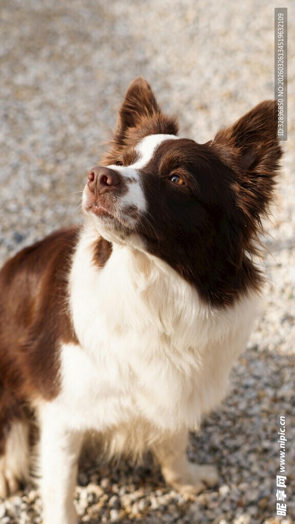 仰头的棕白相间可爱小狗