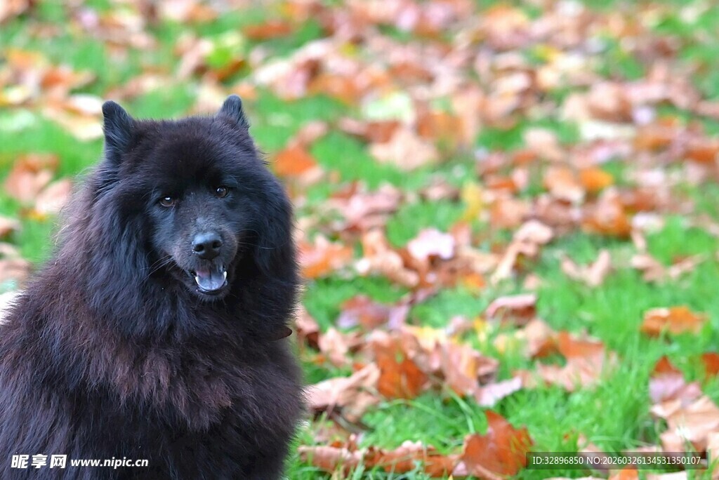 黑犬立于落叶缤纷草地