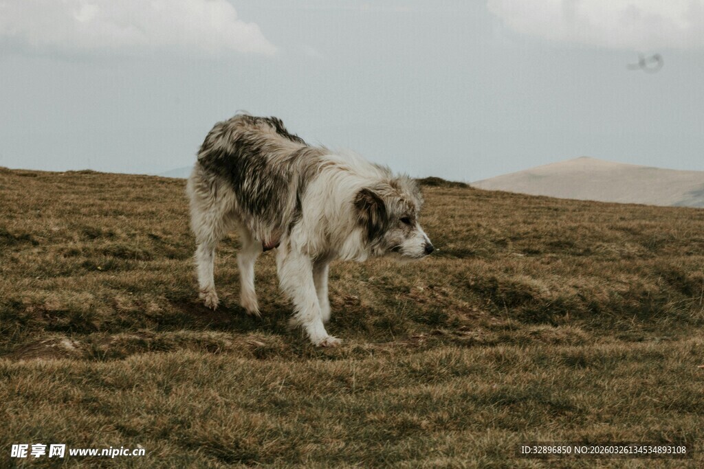 草原上的牧羊犬