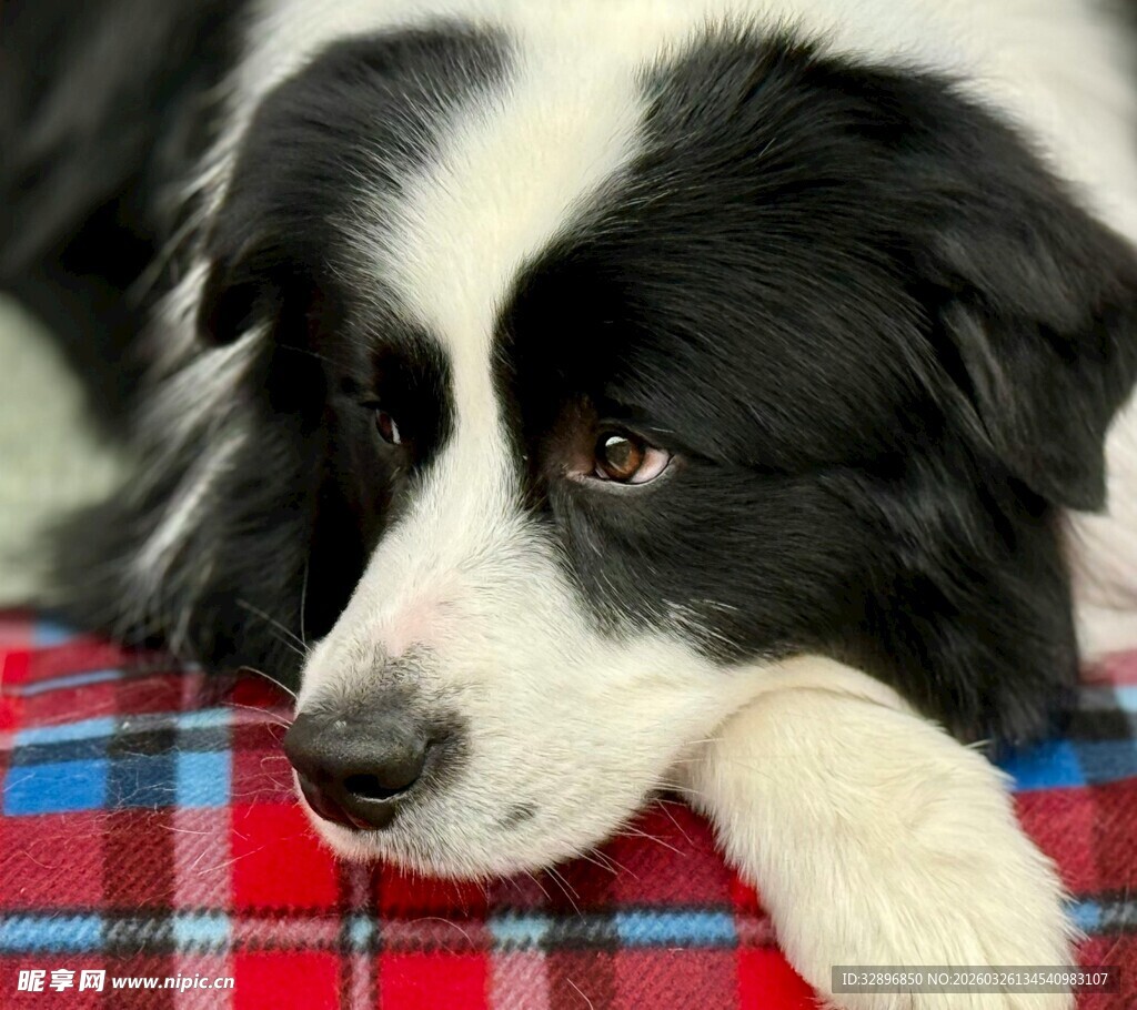 趴卧的黑白边牧