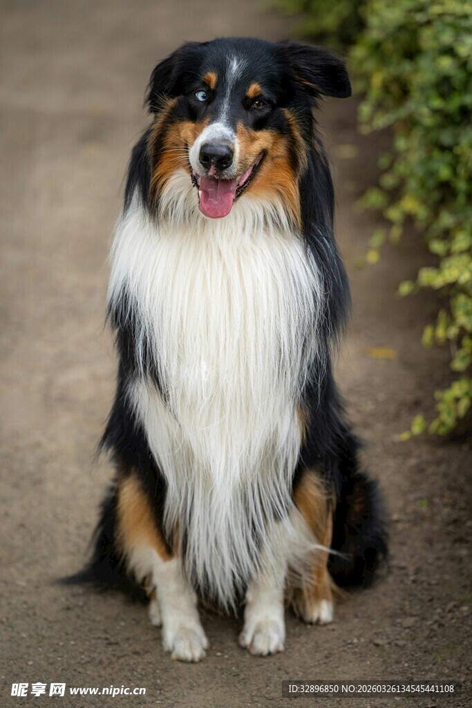可爱三色边境牧羊犬