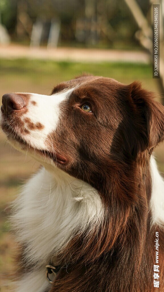 棕白边牧仰头望景