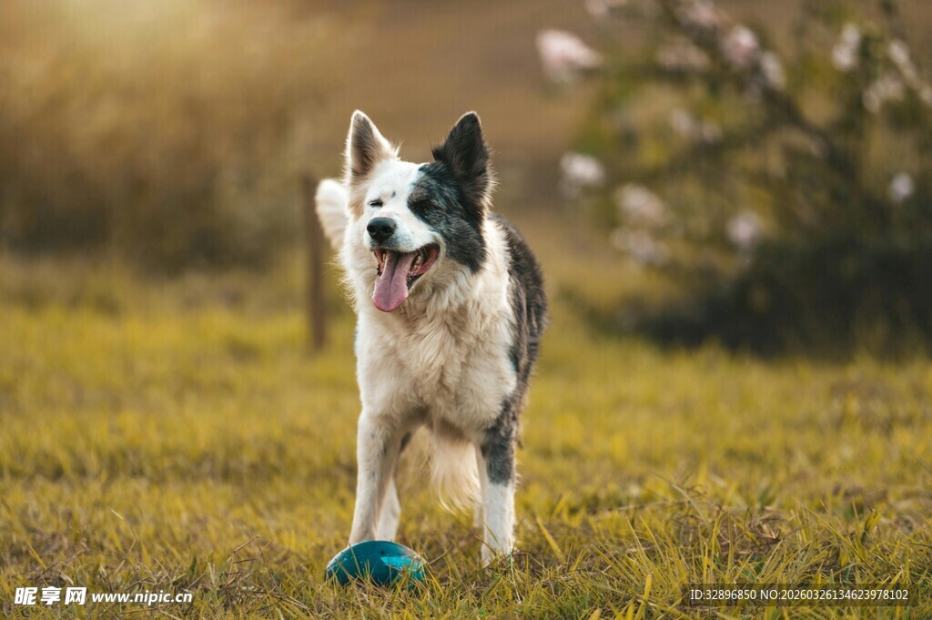 草地上玩耍的快乐边牧