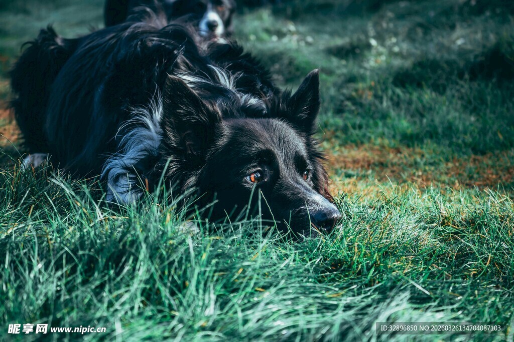 两只狗狗休憩于绿草地