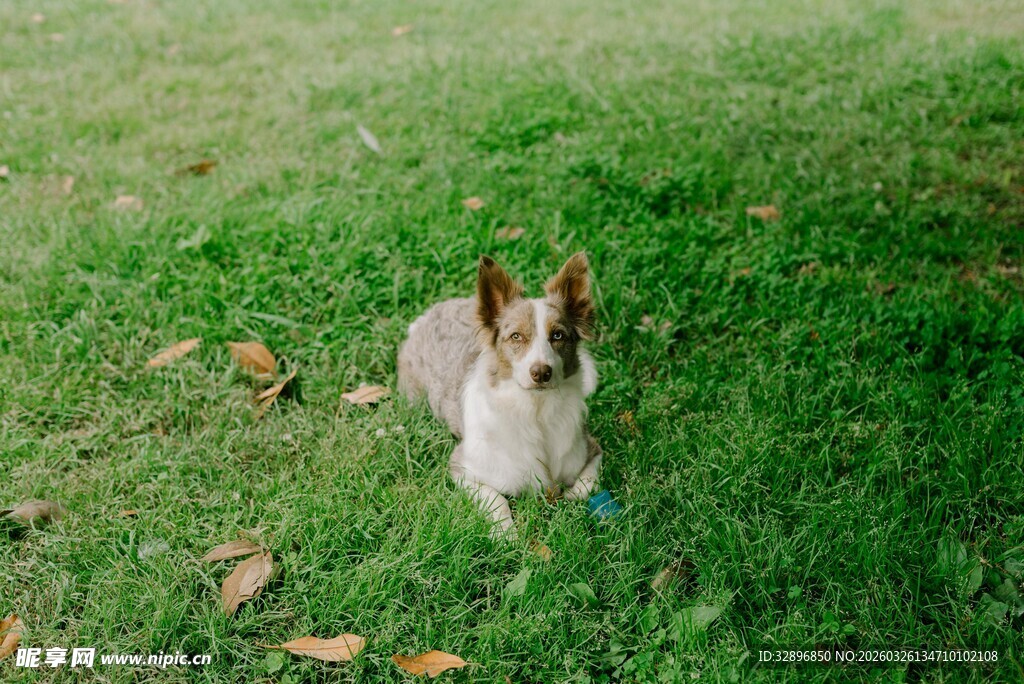草地上的可爱小狗