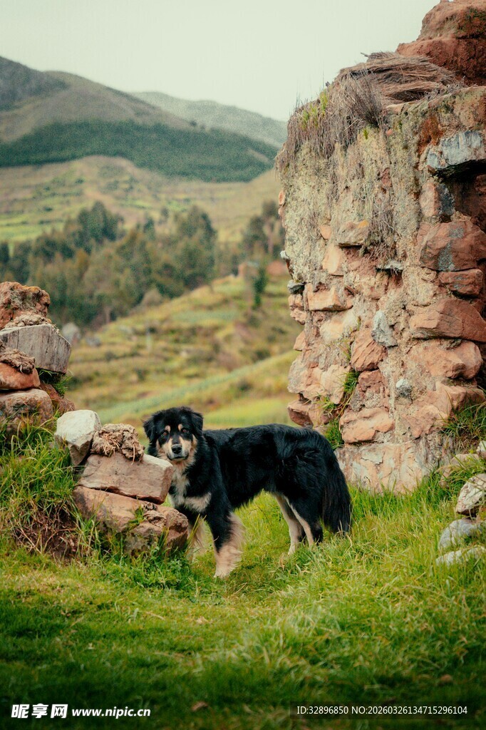 草地边岩石旁的帅气黑狗