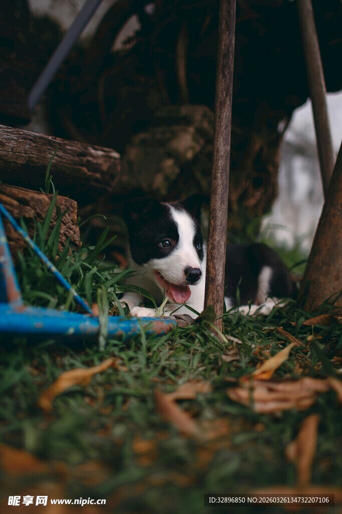 草丛中的可爱猫咪